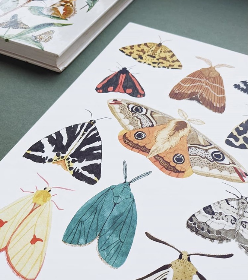 An illustration ofa number of moths